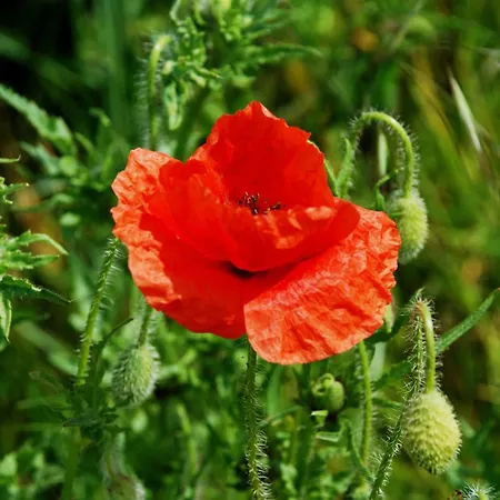 Auf Dem Reddevi * Neu Reddevitz