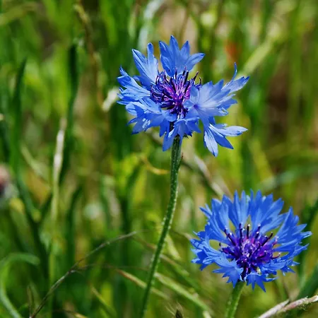 Auf Dem Reddevi بيت للعطل
